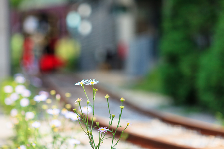 Wild flowers and a rail wayの写真素材