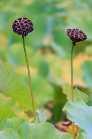 Close up shot of wild plantsの写真素材