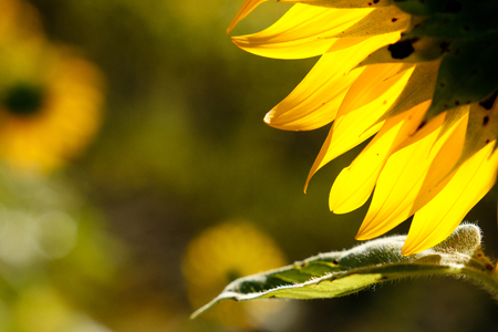 Yellow sunflowersの写真素材
