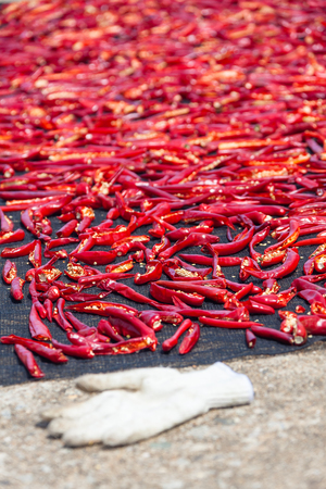 Red peppers being sun-dried as laid on the groundの写真素材