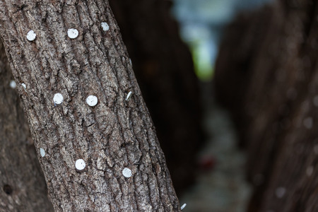 Greenhouse of mushroom farm with logsの写真素材