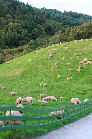 Close up shot of green grass field with flock of sheep grazing and restingの写真素材