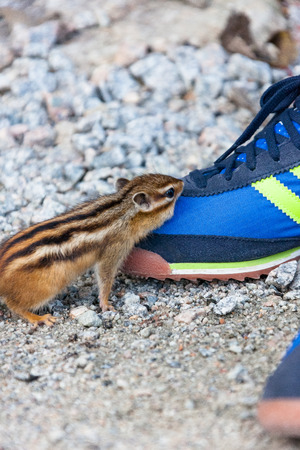 Small squirrel sniffing on feet wearing sneakers shoesの写真素材