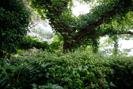 Bijarim(Feizirin), walking trail in the forest, Jeju, South Koreaの写真素材