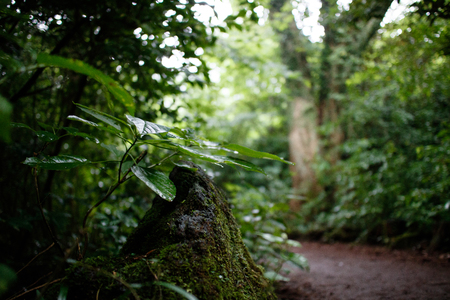 Bijarim(Feizirin), walking trail in the forest, Jeju, South Koreaの写真素材