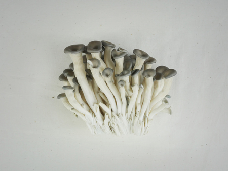 Mushrooms - isolated on whiteの写真素材