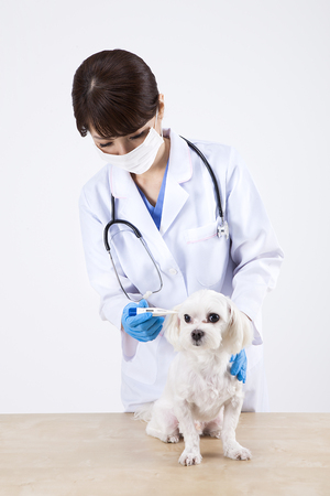 Portrait of Asian female veterinarian taking temperature of cute dog isolated on whiteの写真素材