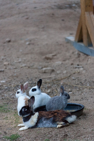 Rabbits resting on the groundの写真素材