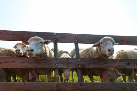 Sheep in the farmの写真素材