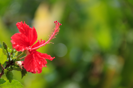 Tropical flowerの写真素材