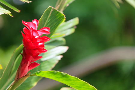 Tropical flowerの写真素材