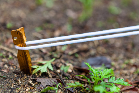 Tent stake fixed on the groundの写真素材