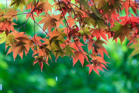 Rain falling on maple leavesの写真素材