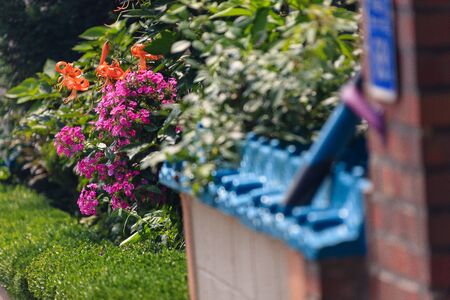 Flowers in a gardenの写真素材