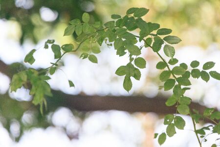 Leaves on the treeの写真素材