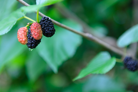 Mulberry on a treeの写真素材