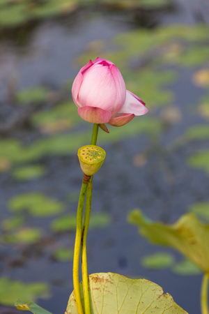 Lotus on a pondの写真素材