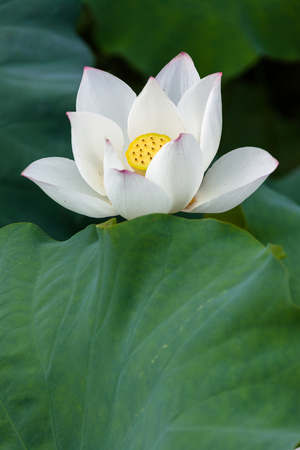 Lotus on a pondの写真素材