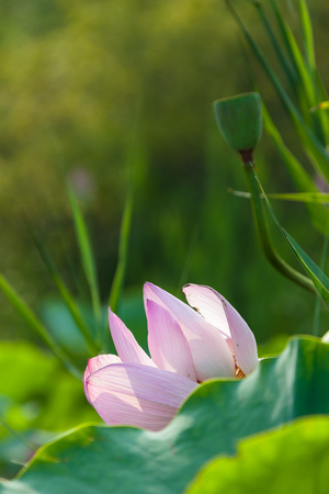 Lotus on a pondの写真素材