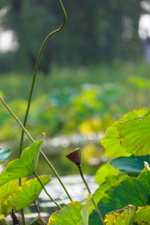 Lotus on a pondの写真素材