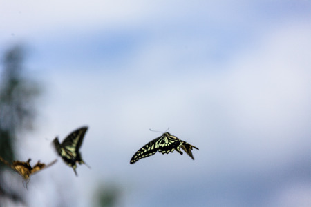Swallowtail butterfliesの写真素材