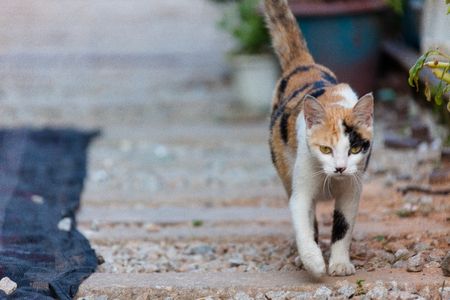 Stray cat on the old train railの写真素材