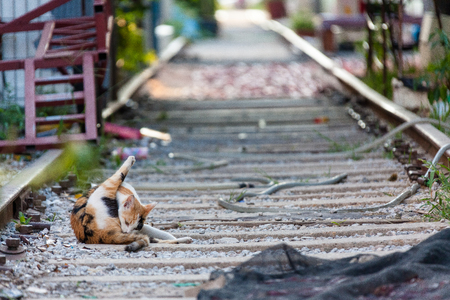 Stray cat on the old train railの写真素材