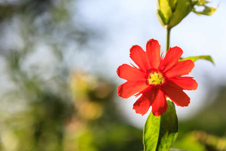 flowersの写真素材