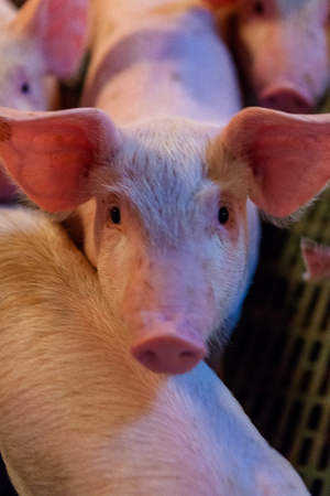 Piglets in pig farmの写真素材