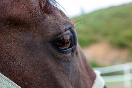 Close up shot of the face of a horseの写真素材