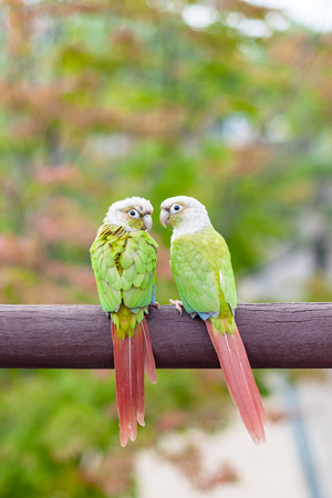 A pair of parrotsの写真素材