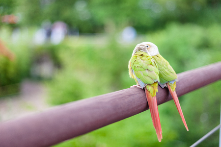 A pair of parrotsの写真素材