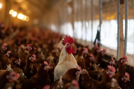 Chickens in the farmの写真素材