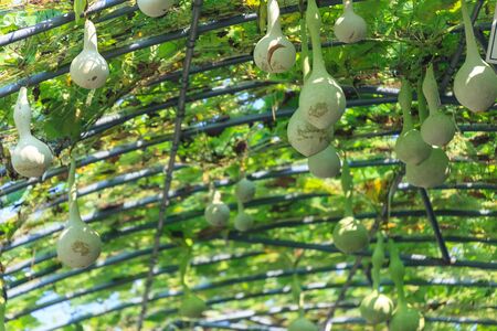 Bottle gourdの写真素材