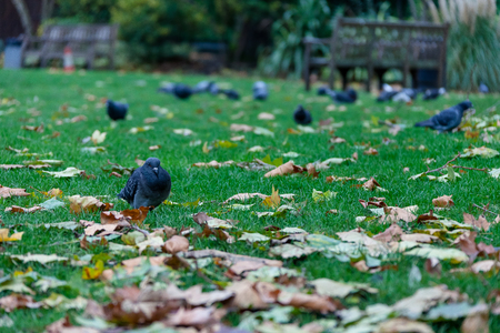 Birds in the parkの写真素材