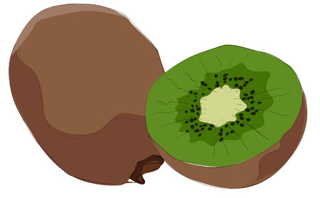Painting of kiwiのイラスト素材