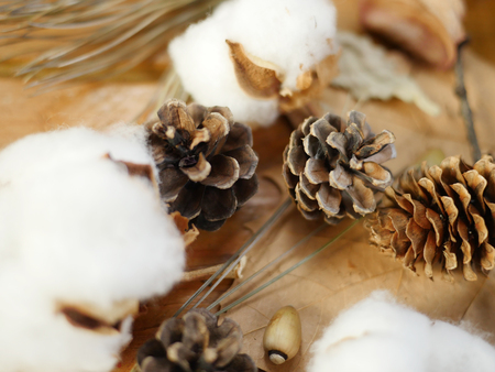 Flower decoration - Pine cones, cotton flower and branchesの写真素材