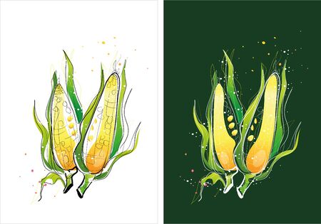 Two version background of corn sketchのイラスト素材