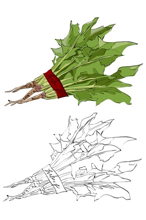 Vintage style hand drawn radish leaves.のイラスト素材