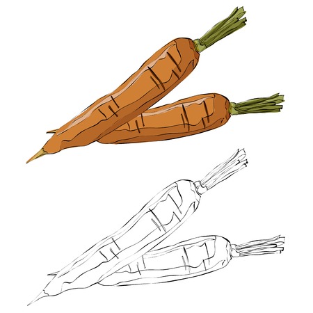 Vintage style hand drawn carrotsのイラスト素材