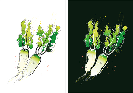 Two version background of radish sketchのイラスト素材
