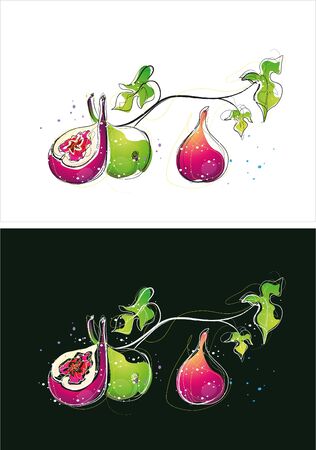 Two version background of pomegranate sketchのイラスト素材
