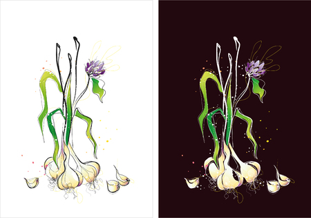 Two version background of garlic sketchのイラスト素材
