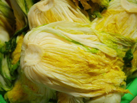 Making Korean style pickled cabbage, Kimchiの写真素材