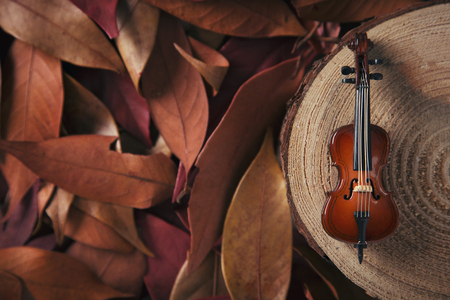 Autumn Objects - maple leafs, coffee, dry flowers, sweet persimmon 117の写真素材