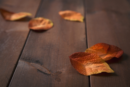 Autumn Objects - maple leafs, coffee, dry flowers, sweet persimmon 038の写真素材