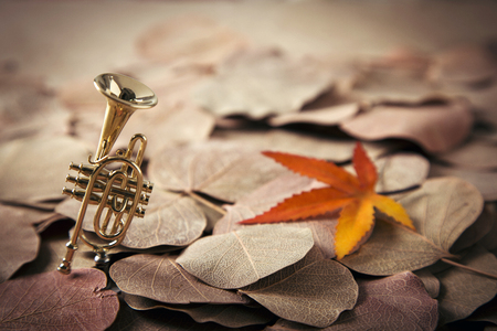 Autumn Objects - maple leafs, coffee, dry flowers, sweet persimmon 103