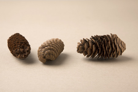 Autumn Objects - maple leafs, coffee, dry flowers, sweet persimmon 182