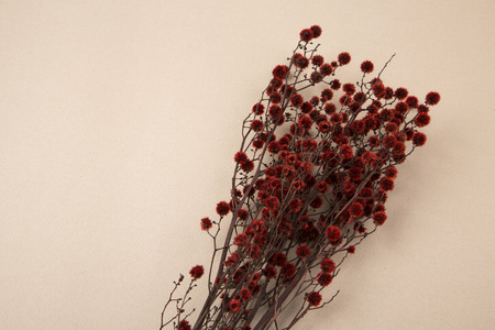 Autumn Objects - maple leafs, coffee, dry flowers, sweet persimmon 193の写真素材