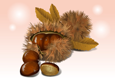 Fruit objects - the chestnut, ripened and tastyのイラスト素材